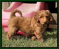 Bree Patrick pups 7 wks old 181