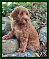 Bree Patrick pups 8 wks old 1152111