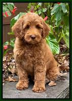 Bree Patrick pups 8 wks old 2152111