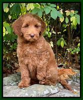 Bree Patrick pups 8 wks old 4152111