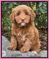 Yang family: Snoop 8 weeks old weight  6 lb 12 oz