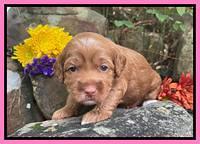 Bree Patrick pups 3 wks old 151