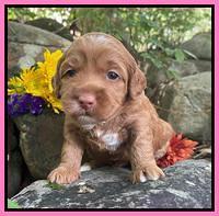 Bree Patrick pups 3 wks old 171