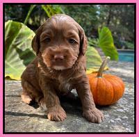 Bree Patrick pups 4 wks old 161