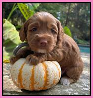 Bree Patrick pups 4 wks old 171