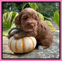 Bree Patrick pups 4 wks old 191