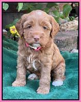 Bree Patrick pups 5 wks old 191