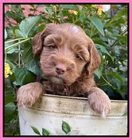 Bree Patrick pups 5 wks old 221