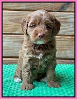 Bree Patrick pups 6 wks old 191