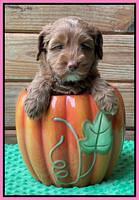 Bree Patrick pups 6 wks old 221