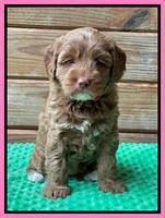 Bree Patrick pups 6 wks old 231