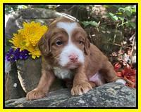 Bree Patrick pups 3 wks old 191