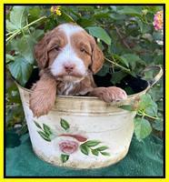 Bree Patrick pups 5 wks old 261