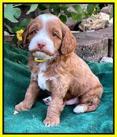 Bree Patrick pups 5 wks old 271