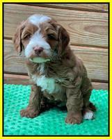 Bree Patrick pups 6 wks old 261