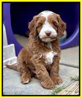 Bree Patrick pups 7 wks old 251