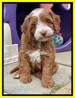 Bree Patrick pups 7 wks old 281