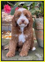 Bree Patrick pups 8 wks old 10152