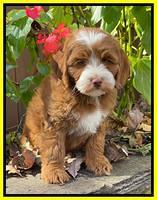 Bree Patrick pups 8 wks old 11152