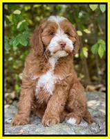 Bree Patrick pups 8 wks old 6152