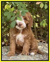 Bree Patrick pups 8 wks old 9152