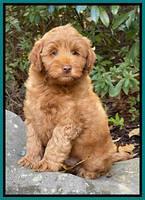 Bree Patrick 8 wks old 131