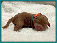 Bree Patrick Newborn 151