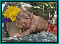 Bree Patrick pups 3 wks old 221