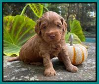Bree Patrick pups 4 wks old 241