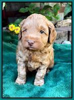 Bree Patrick pups 5 wks old 311