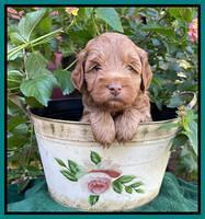 Bree Patrick pups 5 wks old 321