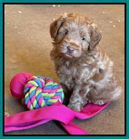 Bree Patrick pups 6 wks old 341