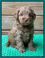 Bree Patrick pups 6 wks old 351