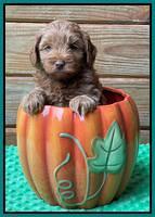 Bree Patrick pups 6 wks old 361