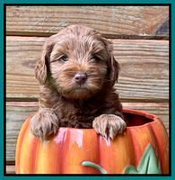 Bree Patrick pups 6 wks old 381