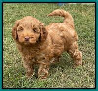 Bree Patrick pups 7 wks old 311