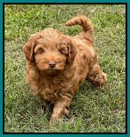 Bree Patrick pups 7 wks old 331