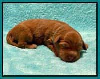 Bree Patrick pups1 week old 181