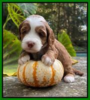 Bree Patrick pups 4 wks old 321