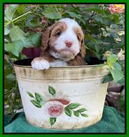 Bree Patrick pups 5 wks old 341