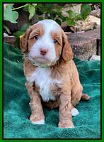 Bree Patrick pups 5 wks old 351