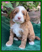 Bree Patrick pups 5 wks old 371