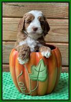 Bree Patrick pups 6 wks old 401