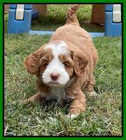 Bree Patrick pups 6 wks old 441