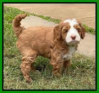 Bree Patrick pups 6 wks old 451