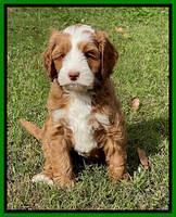 Bree Patrick pups 7 wks old 381