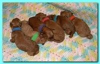 Bries newborn puppies1 7 26 09 005