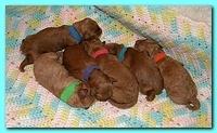 Bries newborn puppies1 7 26 09 006