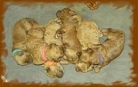 Bries puppies 1 week old lavendar blkt 037