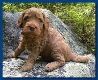 Bries puppies 4 weeks old outside rocks 021